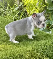 Chiky, a female French Bulldog for sale in Fort Lauderdale, FL – 2 of 8