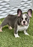 Husky, a male French Bulldog for sale in Fort Lauderdale, FL – 4 of 7