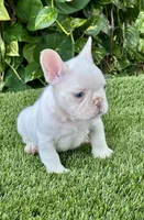 Gasparin, a male French Bulldog for sale in Fort Lauderdale, FL – 3 of 7