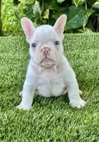 Gasparin, a male French Bulldog for sale in Fort Lauderdale, FL – 7 of 7