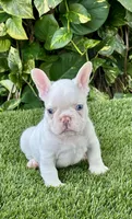 Gasparin, a male French Bulldog for sale in Fort Lauderdale, FL – 2 of 7