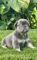 Tokyo, a female French Bulldog for sale in Fort Lauderdale, FL – 2 of 9