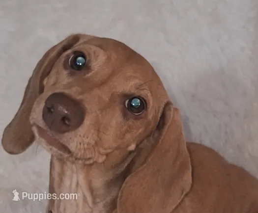 Male 1 – Miniature Dachshund puppy for sale in Visalia, CA