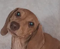 Male 1, a male Miniature Dachshund for sale in Visalia, CA – 1 of 1