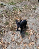 Frenchie , a male French Bulldog for sale in Summerfield, FL – 4 of 4