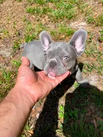 Frenchie , a male French Bulldog for sale in Summerfield, FL – 2 of 4