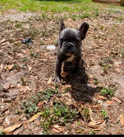 Frenchie , a male French Bulldog for sale in Summerfield, FL – 3 of 4
