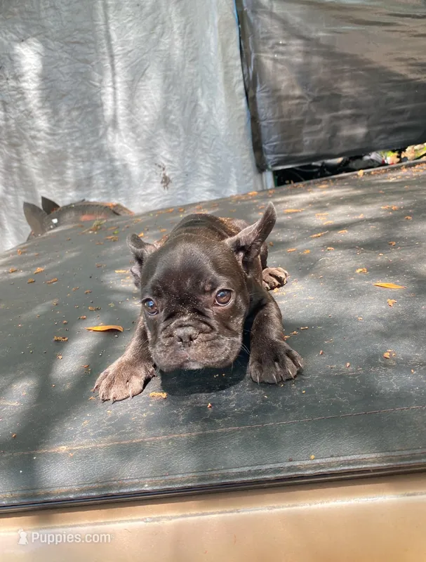 Frenchie  – French Bulldog puppy for sale in Summerfield, FL