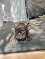 Frenchie , a male French Bulldog for sale in Summerfield, FL – 1 of 4