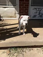 Drench, a male American Bully and Alapaha Blue Blood Bulldog for sale in High Point, NC – 2 of 7