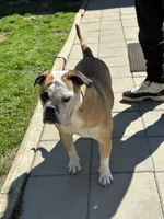 Drench, a male American Bully and Alapaha Blue Blood Bulldog for sale in High Point, NC – 7 of 7