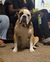 Dutchess, a female American Bully and Alapaha Blue Blood Bulldog for sale in High Point, NC – 3 of 6