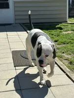 Drench, a male American Bully and Alapaha Blue Blood Bulldog for sale in High Point, NC – 5 of 7