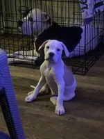 Drench, a male American Bully and Alapaha Blue Blood Bulldog for sale in High Point, NC – 3 of 7