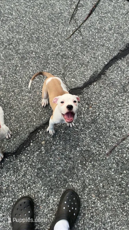 Drench – American Bully, Alapaha Blue Blood Bulldog puppy for sale in High Point, NC