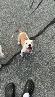 Drench, a male American Bully and Alapaha Blue Blood Bulldog for sale in High Point, NC – 1 of 7