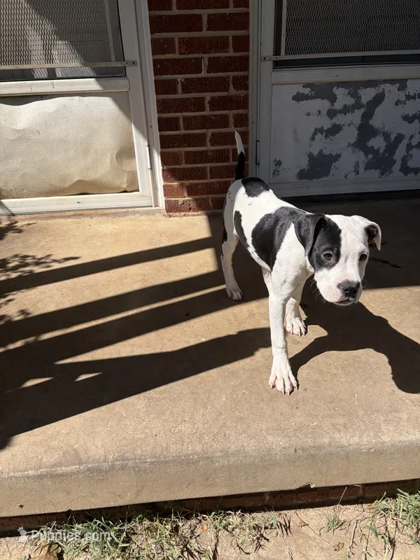 Dutchess – American Bully, Alapaha Blue Blood Bulldog puppy for sale in High Point, NC