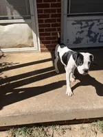 Dutchess, a female American Bully and Alapaha Blue Blood Bulldog for sale in High Point, NC – 1 of 6