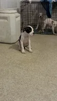 Dutchess, a female American Bully and Alapaha Blue Blood Bulldog for sale in High Point, NC – 2 of 6
