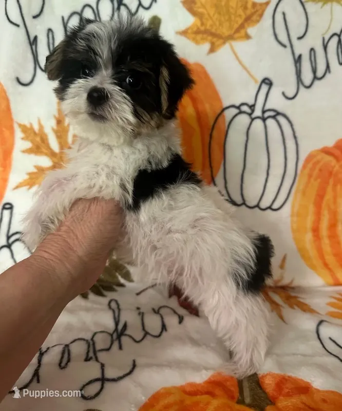 Tommy – Yorkshire Terrier puppy for sale in Panama City, FL