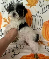 Tommy, a male Yorkshire Terrier for sale in Panama City, FL – 1 of 1