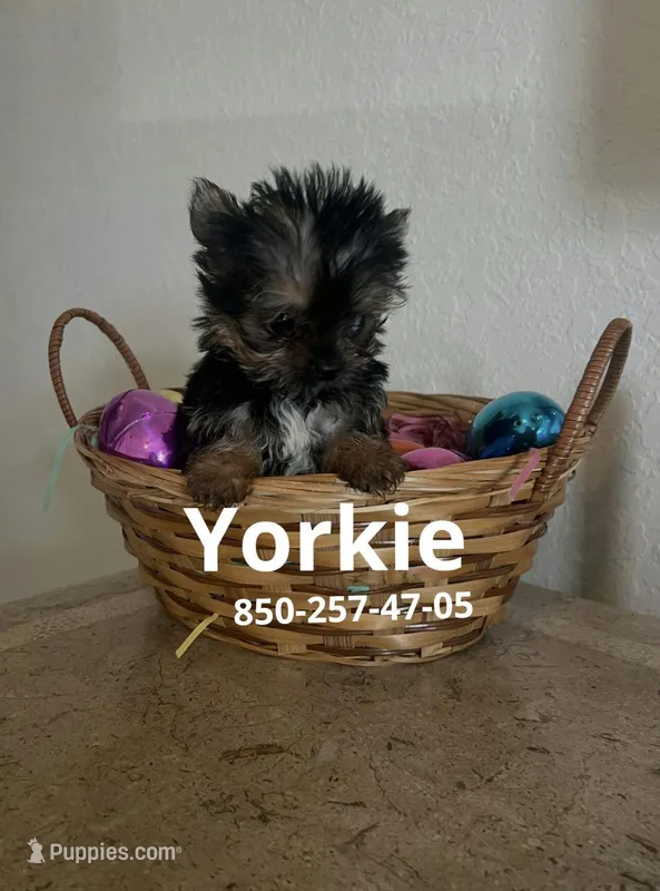 Baby – Yorkshire Terrier puppy for sale in Panama City, FL