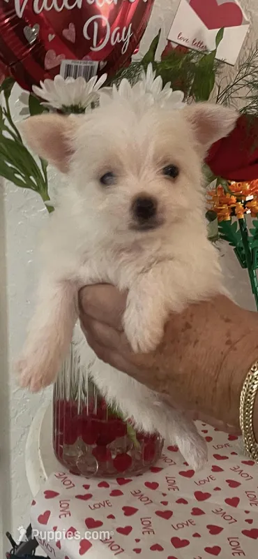 Joy, a female Yorkshire Terrier for sale in Panama City, FL – Photo 1 of 1