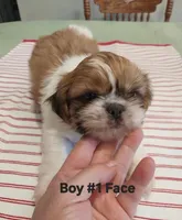 Maxy, a male Peekapoo for sale in Panama City, FL – 1 of 1