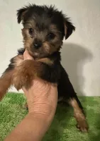 Baby Luzy, a female Yorkshire Terrier for sale in Panama City, FL – 1 of 1