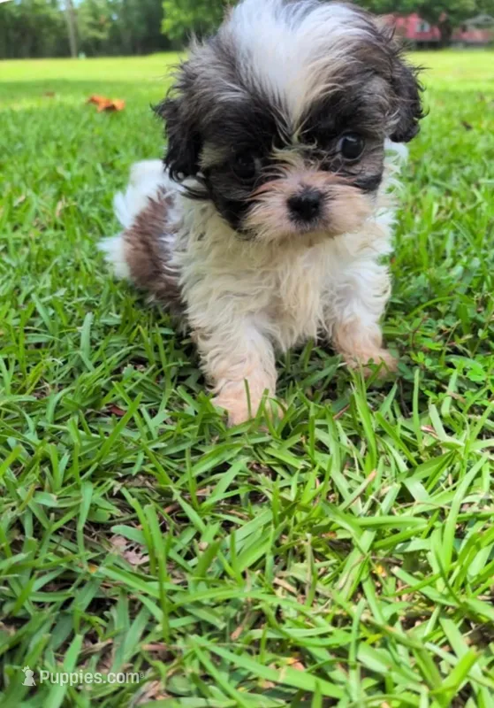 Luna – Shih Tzu puppy for sale in Panama City, FL