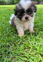 Luna, a female Shih Tzu for sale in Panama City, FL – 1 of 1