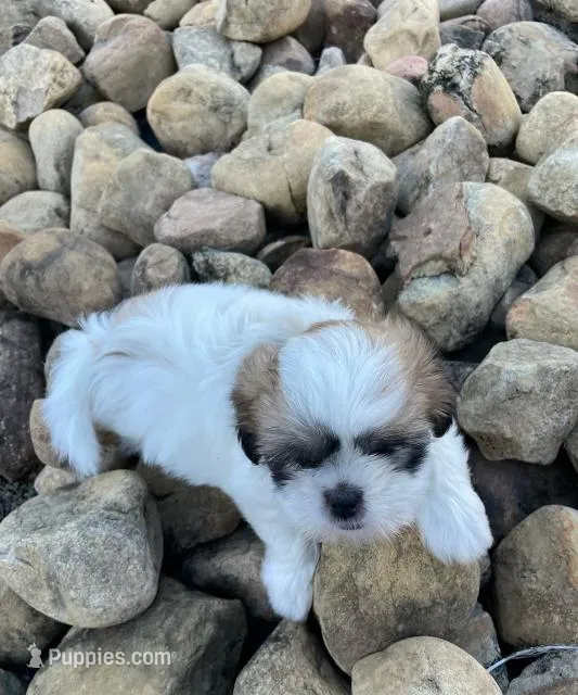 Rocky – Shih Tzu puppy for sale in Panama City, FL