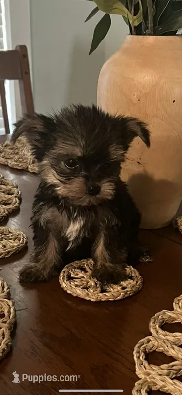Carmelo – Yorkshire Terrier puppy for sale in Panama City, FL
