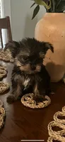 Carmelo, a male Yorkshire Terrier for sale in Panama City, FL – 1 of 1