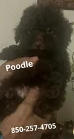 Fluffy, a male Poodle - Toy  for sale in Panama City, FL – 1 of 1