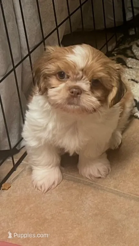 Mingo – Peekapoo puppy for sale in Panama City, FL