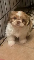 Mingo, a male Peekapoo for sale in Panama City, FL – 1 of 1