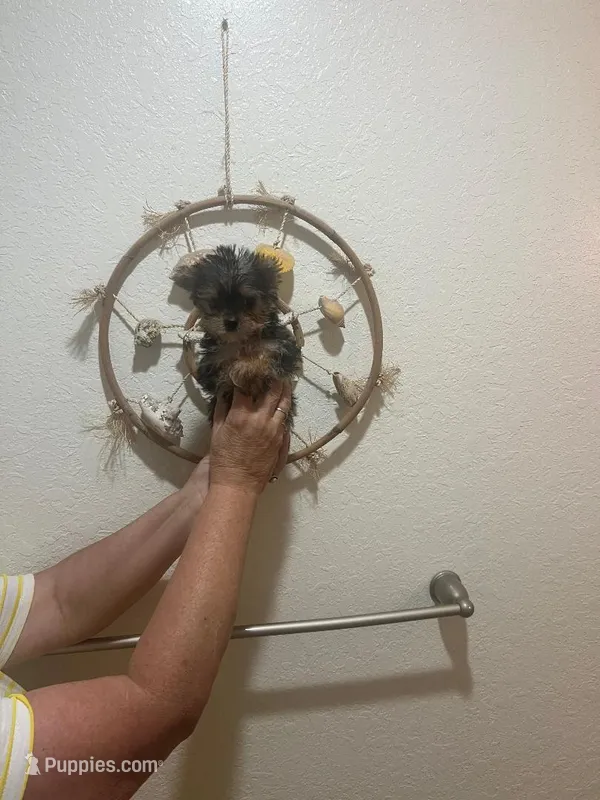 Sweety – Yorkshire Terrier puppy for sale in Panama City, FL