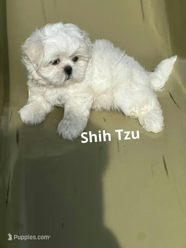 Duke – Shih Tzu puppy for sale in Panama City, FL