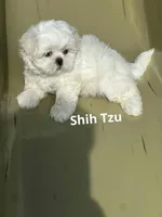 Duke, a male Shih Tzu for sale in Panama City, FL – 1 of 1