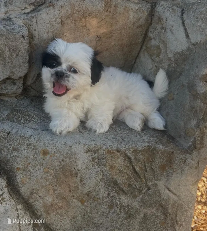 Milo – Shih Tzu puppy for sale in Panama City, FL