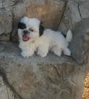 Milo, a male Shih Tzu for sale in Panama City, FL – 1 of 1
