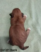 Lilly Luu, a female Peekapoo for sale in Panama City, FL – 2 of 2
