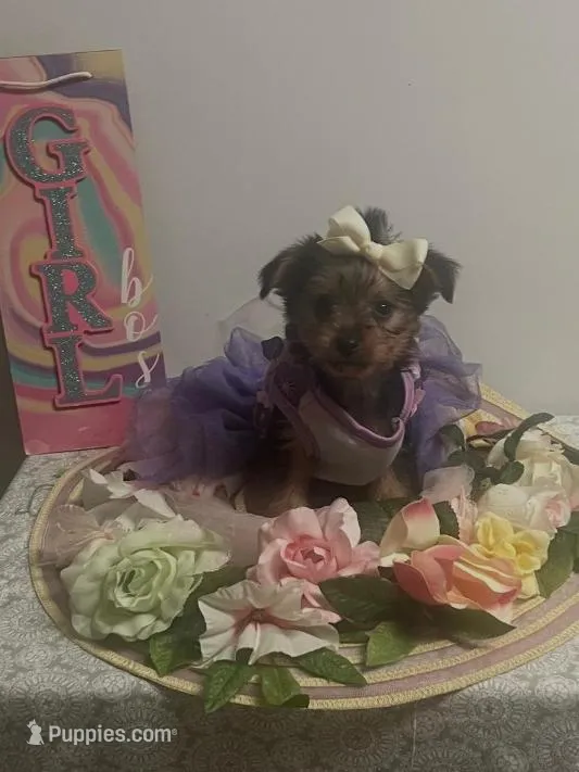 Daisy – Yorkshire Terrier puppy for sale in Panama City, FL