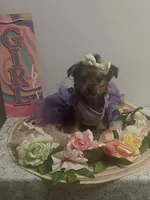 Daisy, a female Yorkshire Terrier for sale in Panama City, FL – 1 of 1