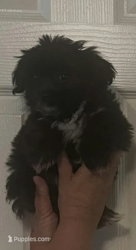 Maxy – Morkie puppy for sale in Panama City, FL