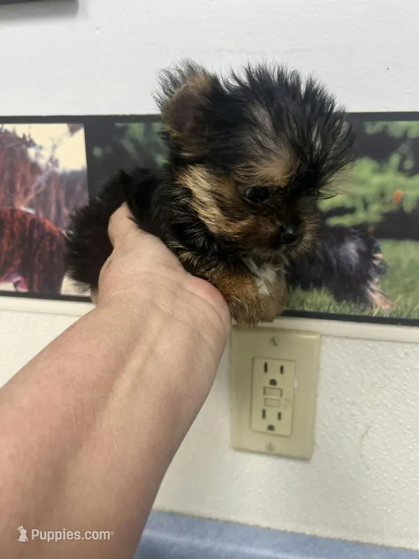 Little Men – Yorkshire Terrier puppy for sale in Panama City, FL