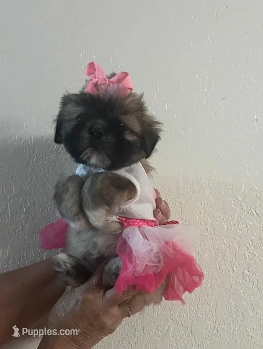 Tessa – Shih Tzu puppy for sale in Panama City, FL