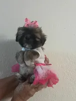 Tessa, a female Shih Tzu for sale in Panama City, FL – 1 of 1