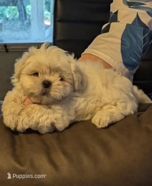 Casper – Shih Tzu puppy for sale in Panama City, FL
